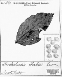Uromyces viciae-fabae var. viciae-fabae image